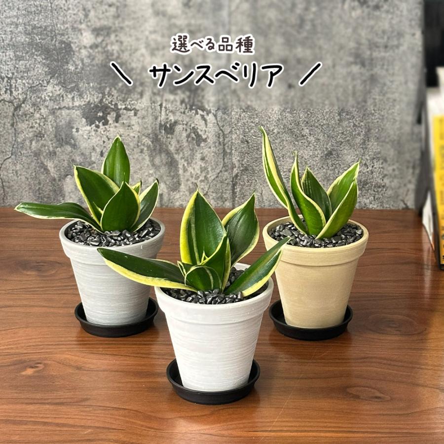 観葉植物 お中元 おしゃれ 室内 ガジュマル フィカス 4号 エコポット鉢