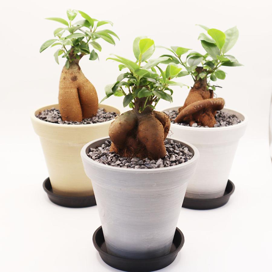 観葉植物 おしゃれ 室内 ガジュマル フィカス 4号 エコポット鉢 小さい