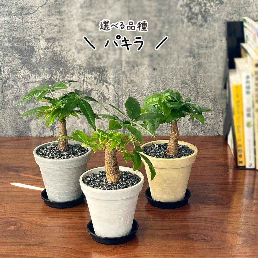 観葉植物 お中元 おしゃれ 室内 ガジュマル フィカス 4号 エコポット鉢