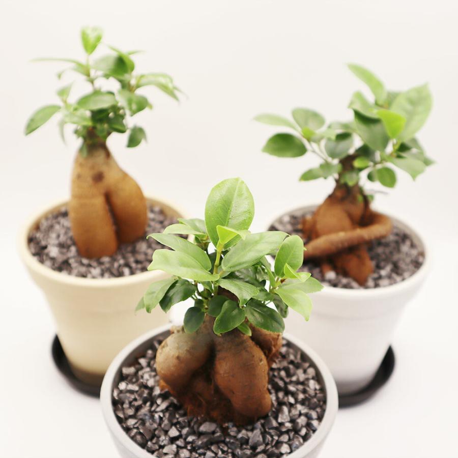 観葉植物 おしゃれ 室内 ガジュマル フィカス 4号 エコポット鉢 小さい