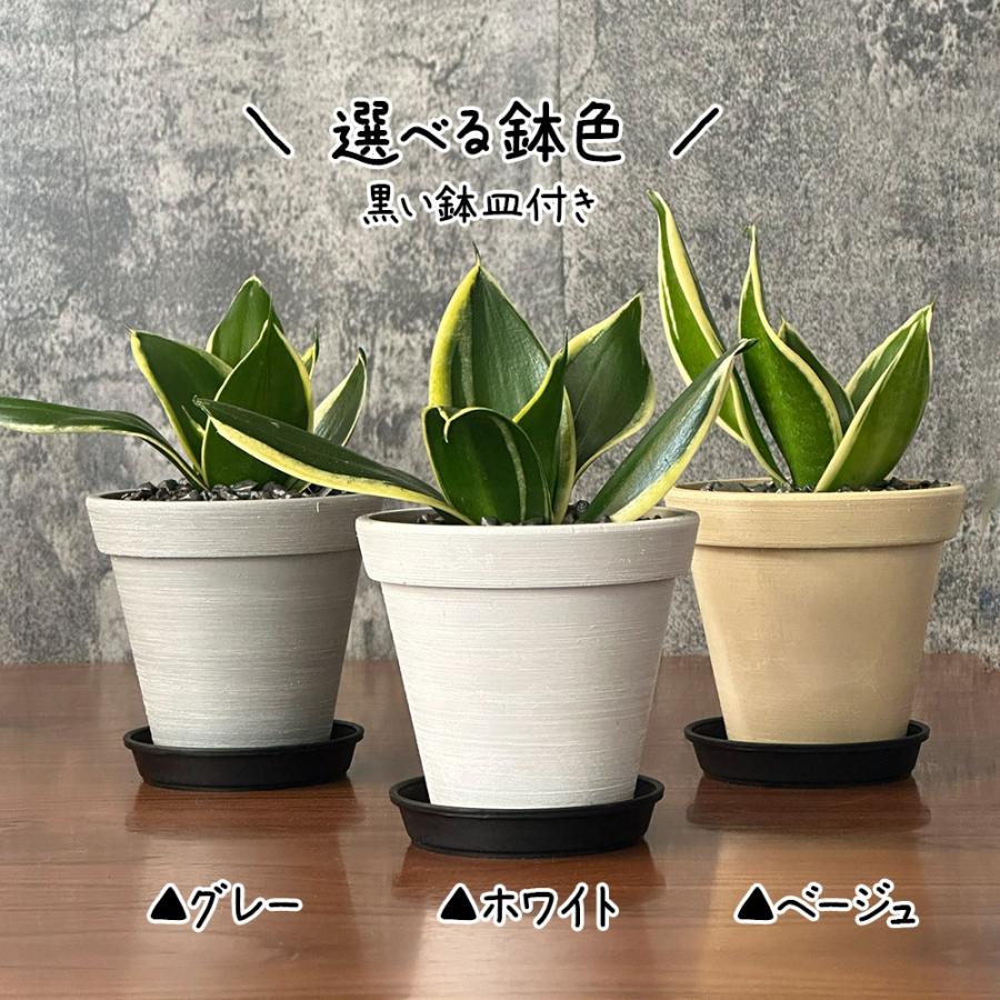 観葉植物 お中元 おしゃれ 室内 ガジュマル フィカス 4号 エコポット鉢