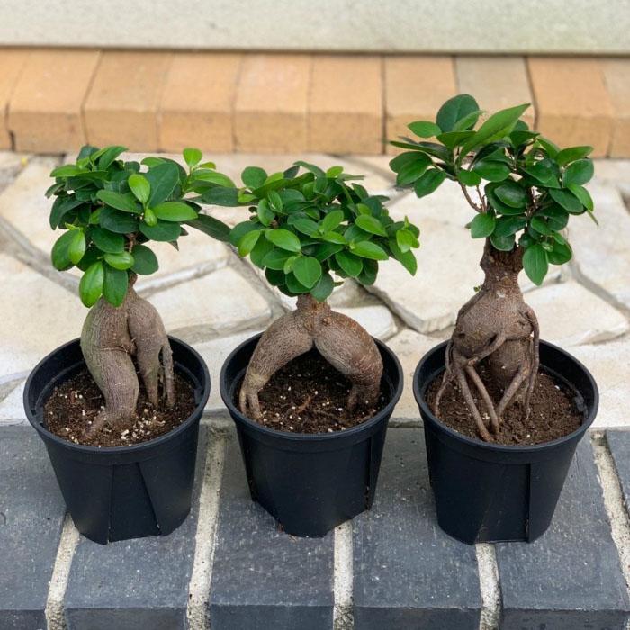 観葉植物 おしゃれ ガジュマル フィカス 5号 黒プラスチック鉢