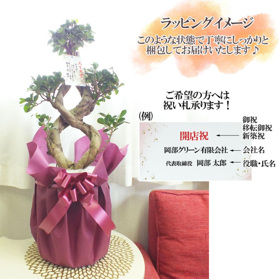 観葉植物 おしゃれ 大型 種類 ガジュマル フィカス 8の字 8号 白