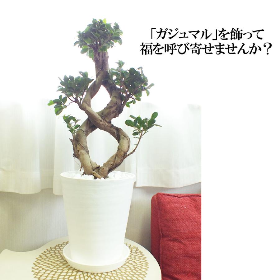 観葉植物 おしゃれ 大型 種類 ガジュマル フィカス 8の字 8号 白