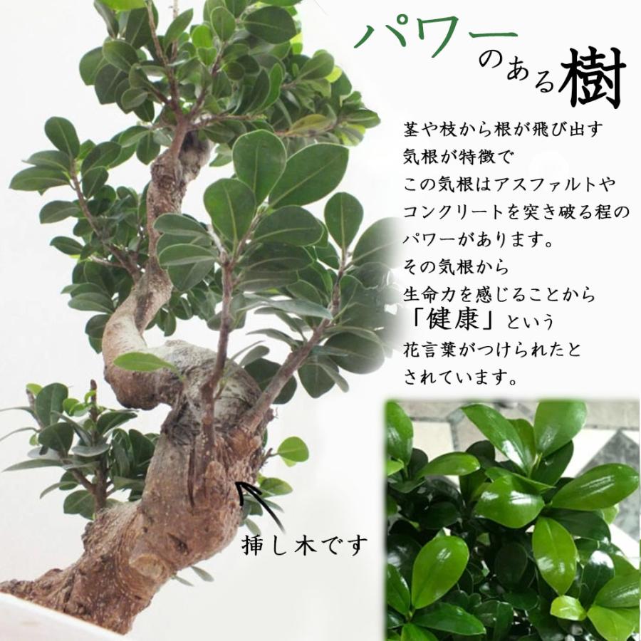 観葉植物 おしゃれ 大型 種類 ガジュマル フィカス 8の字 8号 白