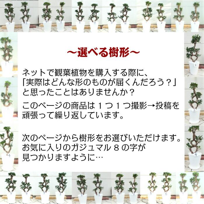 観葉植物 おしゃれ 大型 種類 ガジュマル フィカス 8の字 8号 白