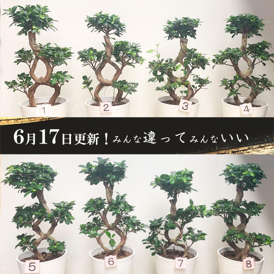 10月頃出荷開始】 観葉植物 おしゃれ 大型 種類 ガジュマル フィカス 8