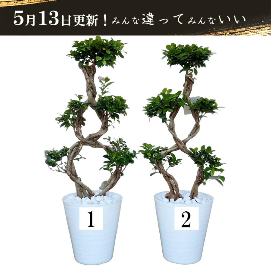 観葉植物 おしゃれ 大型 種類 ガジュマル フィカス 8の字 8号 白