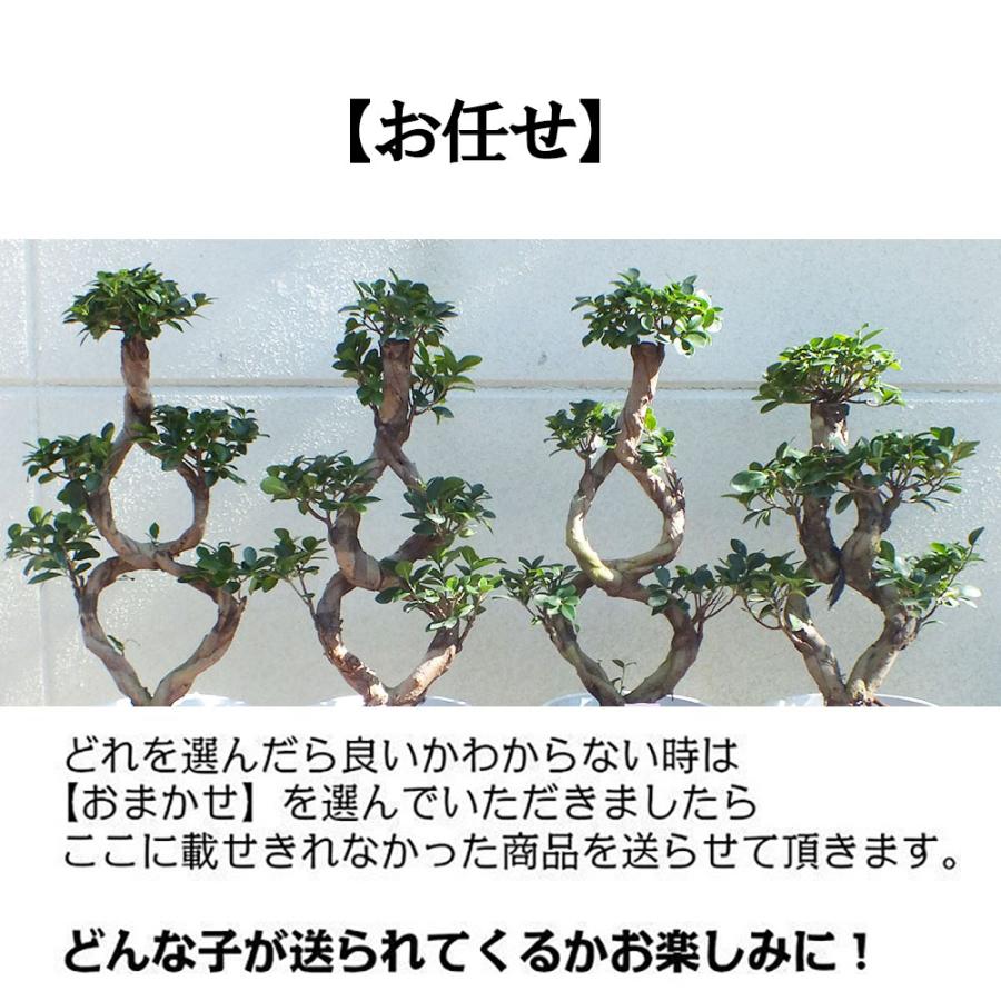 観葉植物 おしゃれ 大型 種類 ガジュマル フィカス 8の字 8号 白