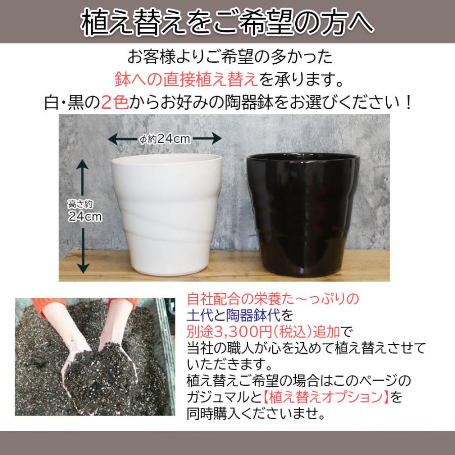 観葉植物 おしゃれ 大型 種類 ガジュマル フィカス 8の字 8号 白