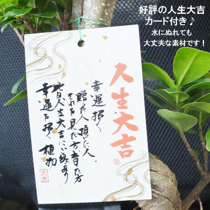 観葉植物 おしゃれ 大型 種類 ガジュマル フィカス 8の字 8号 白