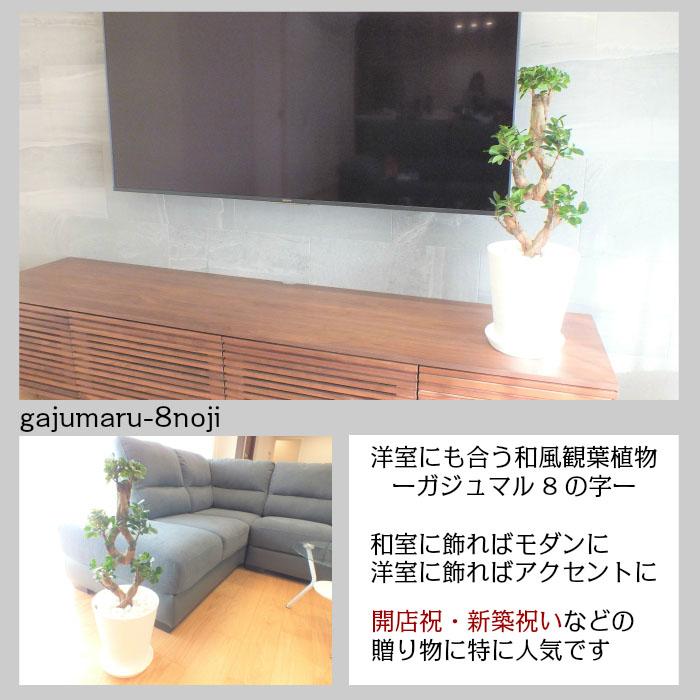観葉植物 おしゃれ 大型 種類 ガジュマル フィカス 8の字 8号 白