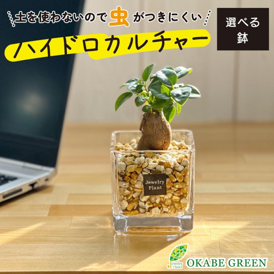 ハイドロカルチャー ガジュマル 観葉植物 土なし おしゃれ ベージュ ゼオライト 選べる器 ミニ 観葉  お歳暮 プレゼント ギフト 誕生日 初心者 小さい 開店祝（Yahoo!・OKABE GREEN JewelryPlant）