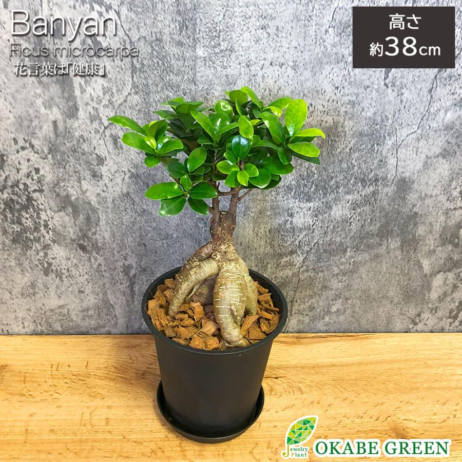 ガジュマル 5号 黒セラアート鉢 ピンク石付 多幸の木 受皿付 縁起物 観葉植物 おしゃれ お祝い プレゼント 風水 大型 鉢植え 母の日 Gm 29 Ss Okabe Green Jewelryplant 通販 Yahoo ショッピング