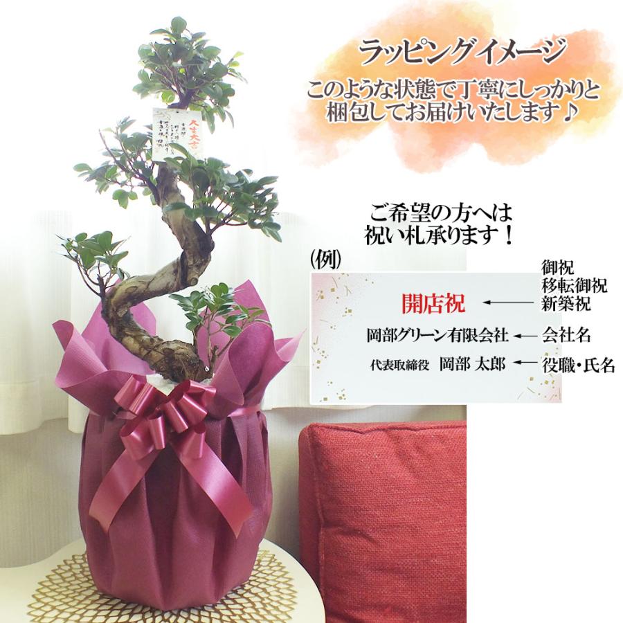 観葉植物 おしゃれ 大型 本物 ガジュマル フィカス 昇り竜 8号 白