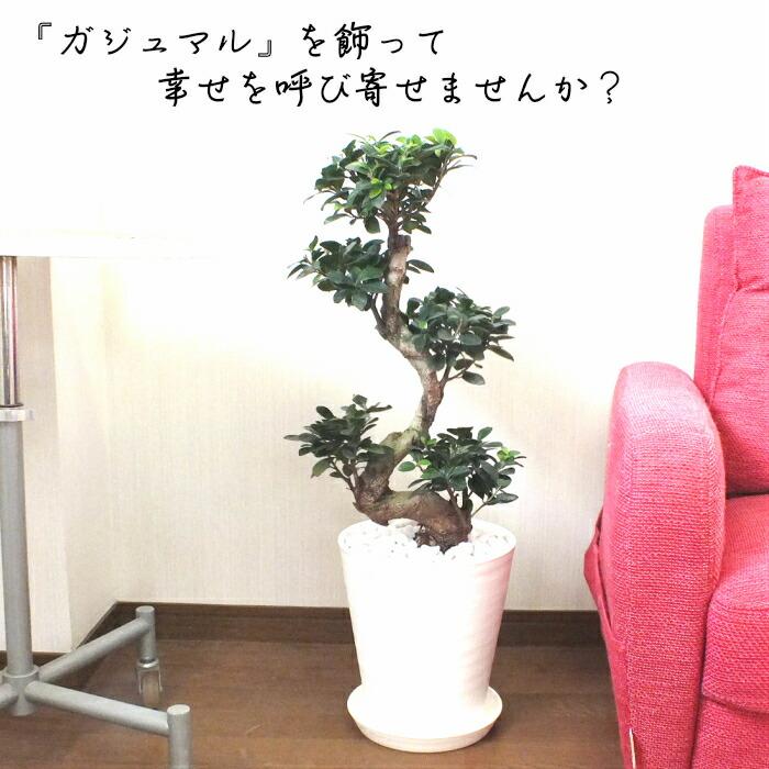 観葉植物 おしゃれ 大型 本物 ガジュマル フィカス 昇り竜 8号 白