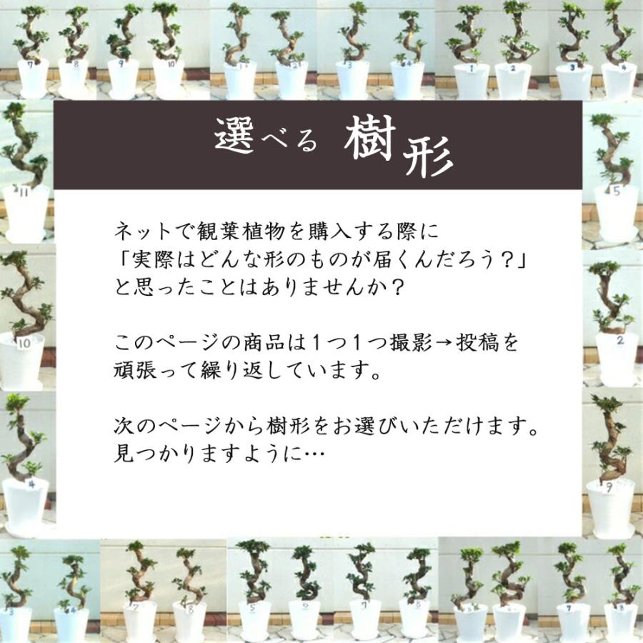 母の日 ギフト プレゼント 観葉植物 おしゃれ 大型 本物 ガジュマル
