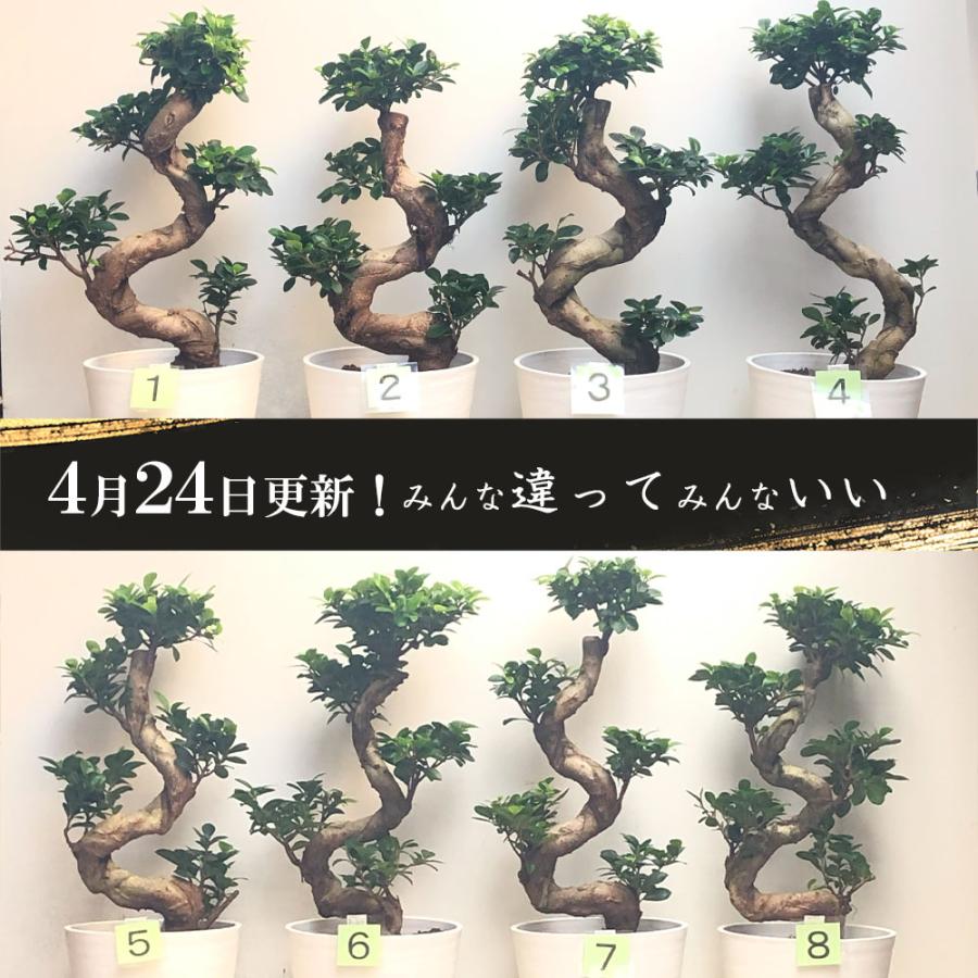 観葉植物 おしゃれ 大型 本物 ガジュマル フィカス 昇り竜 8号 観葉植物 おしゃれ 大型 本物 ガジュマル フィカス 昇り竜 8号