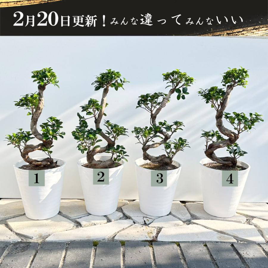 綺麗 昇龍ガジュマル ８号 現品 フィカス 曲がり 登り 観葉植物 おしゃれ 大型 本物 ガジュマル フィカス 昇り竜 8号 白