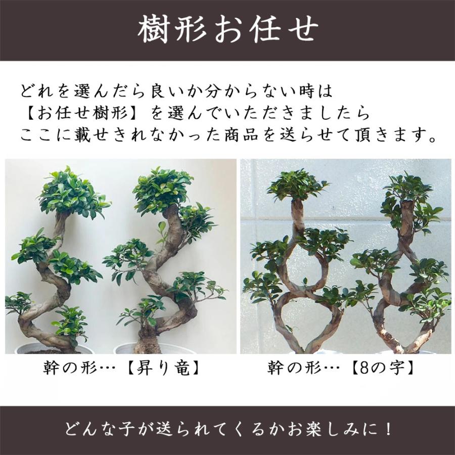観葉植物 おしゃれ 大型 本物 ガジュマル フィカス 昇り竜 8号 観葉植物 おしゃれ 大型 本物 ガジュマル フィカス 昇り竜 8号