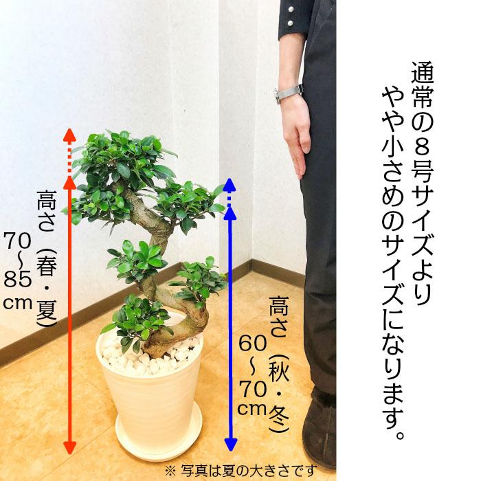 観葉植物 種類 ガジュマル フィカス 昇り竜 8号 白セラアート鉢 受皿付 鉢植え がじゅまる おしゃれ 人気 お祝い 贈り物 送料無料 【ピンク札】 白黒7｜okabegreen｜09