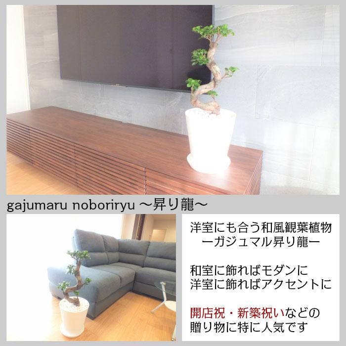 観葉植物 おしゃれ 大型 本物 ガジュマル フィカス 昇り竜 8号 白