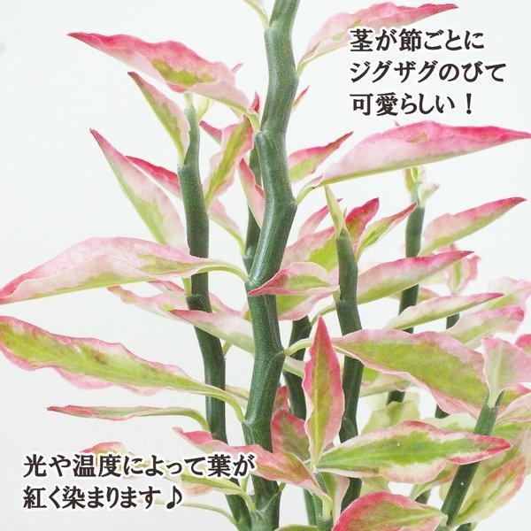 ペディランサス 銀竜 カラープラスチック鉢 商売繁盛の木 金運 風水 観葉 観葉植物 おしゃれ お祝い プレゼント ギフト 風水 種類一覧 父の日|okabegreen|03