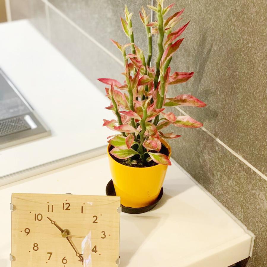 観葉植物 おしゃれ 室内 ペディランサス 銀竜 カラー 観葉植物 おしゃれ 室内 ペディランサス 銀竜 カラー