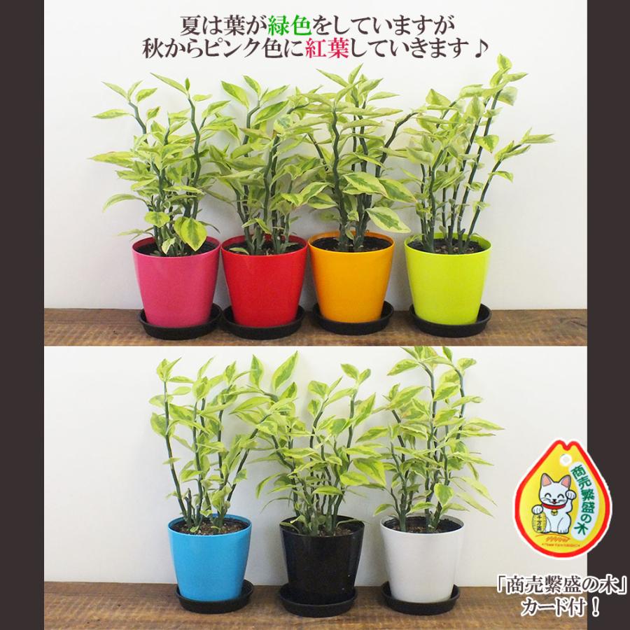 観葉植物 おしゃれ 室内 ペディランサス 銀竜 カラー 観葉植物 おしゃれ 室内 ペディランサス 銀竜 カラー