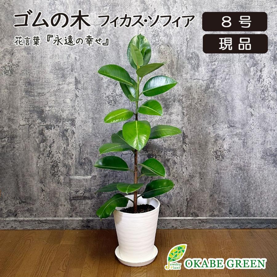 観葉植物 ゴムの木 インドゴム フィカス ソフィア 8号 白セラアート鉢