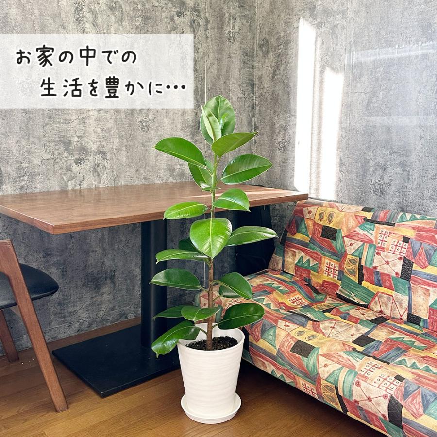 観葉植物 ゴムの木 インドゴム フィカス ソフィア 8号 白セラアート鉢