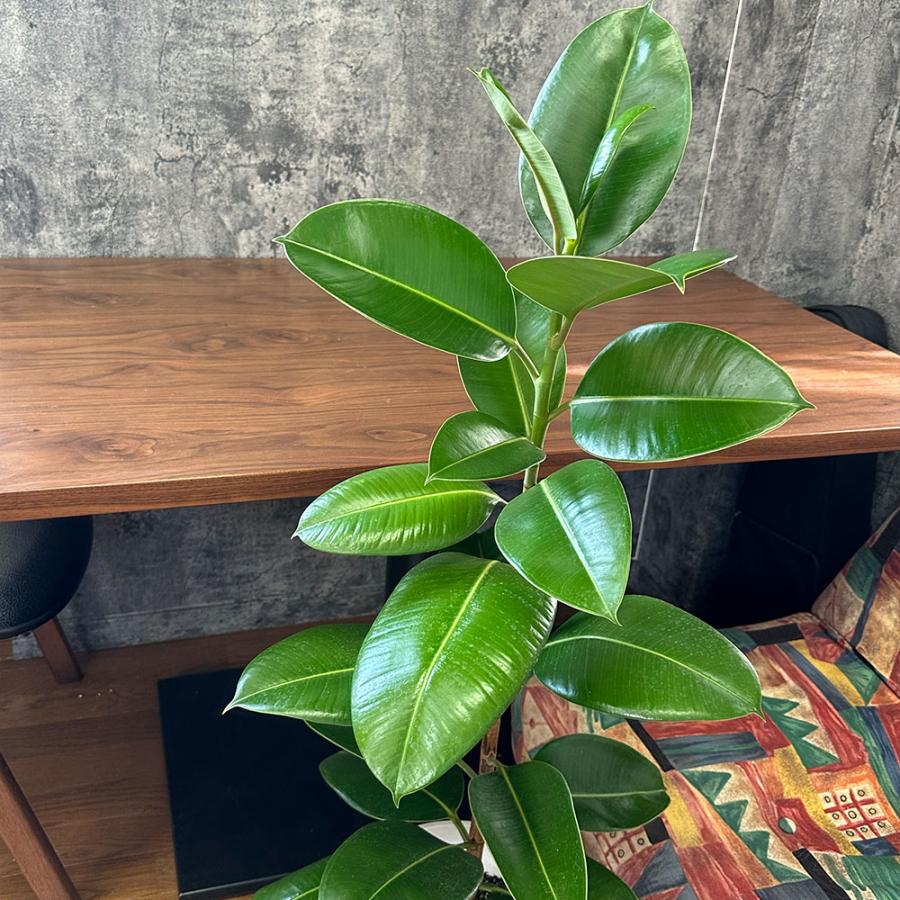 観葉植物 ゴムの木 インドゴム フィカス ソフィア 8号 白セラアート鉢