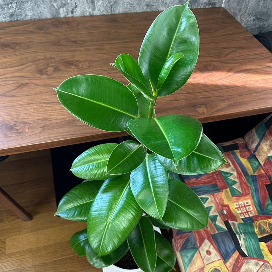 観葉植物 ゴムの木 インドゴム フィカス ソフィア 8号 白セラアート鉢