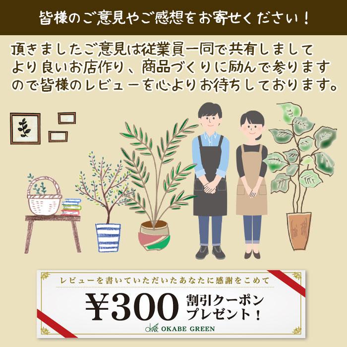 観葉植物 ゴムの木 インドゴム フィカス ソフィア 5号 クリームかご 鉢カバー おしゃれ 開店祝い 鉢植え 人気 お祝い 誕生日 母の日 ギフト プレゼント 送料無料｜okabegreen｜10