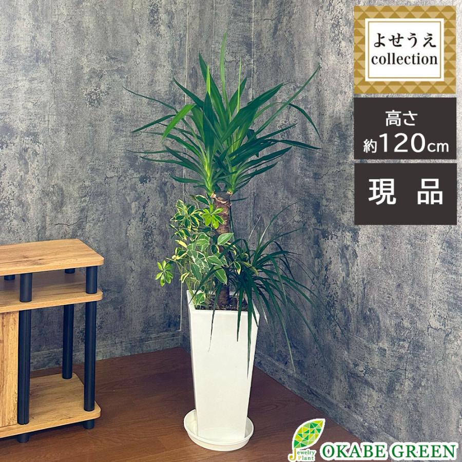 観葉植物 おしゃれ 大型 本物 寄せ植え 現品 8号 ユッカ シェフレラ