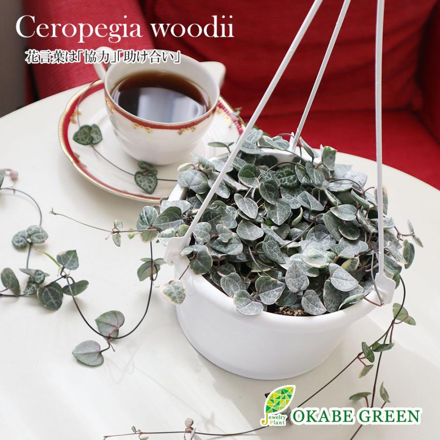 ハートカズラ５号と白のプラスチック鉢 吊り棒付取り外し可能 観葉植物 おしゃれ お祝い プレゼント ギフト 風水 種類一覧 Hk 129 1 Okabe Green Jewelryplant 通販 Yahoo ショッピング