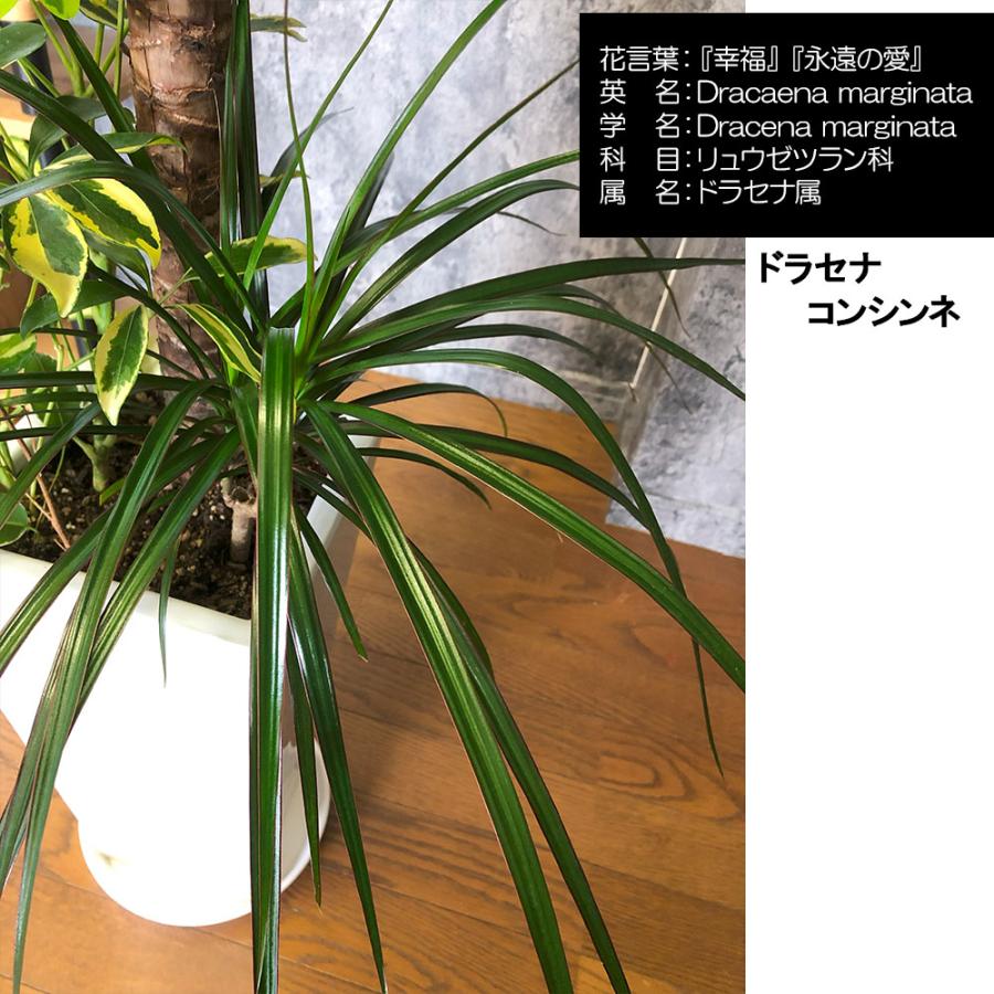 ユッカ 植物 大型 中型 観葉植物 おしゃれ 大型 本物 寄せ植え 現品 8号 ユッカ シェフレラ