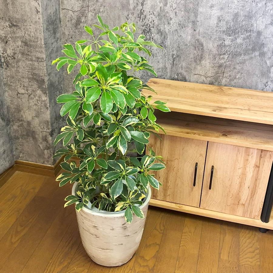 観葉植物 おしゃれ 大型 種類 シェフレラ ホンコンカポック 斑入り 7