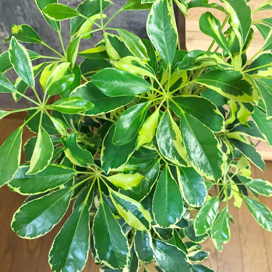 観葉植物 おしゃれ 大型 種類 シェフレラ ホンコンカポック 斑入り 7
