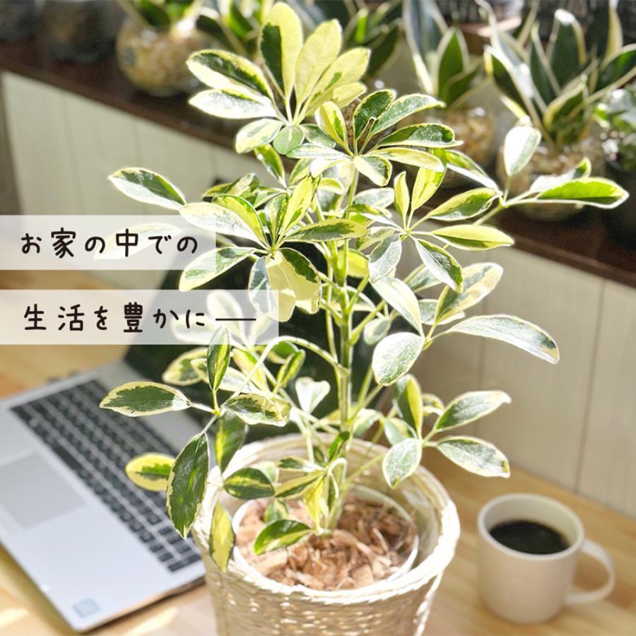 観葉植物 シェフレラ ホンコンカポック 斑入り 5号 ラッピング無料