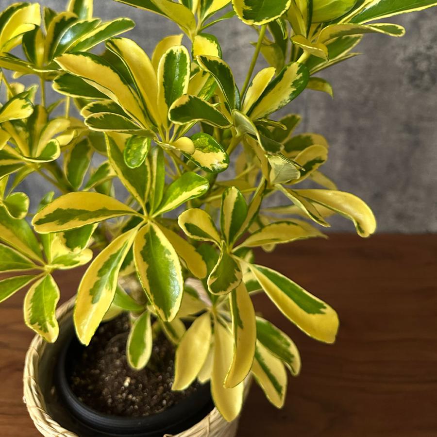 観葉植物 お中元 シェフレラ ホンコンカポック 斑入り 5号 ラッピング