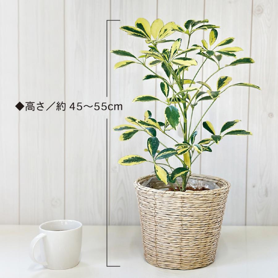 太幹・厳選 斑入りホンコンカポック１６（シェフレラ・アルボリコラ） 太幹・厳選 斑入りホンコンカポック16（シェフレラ