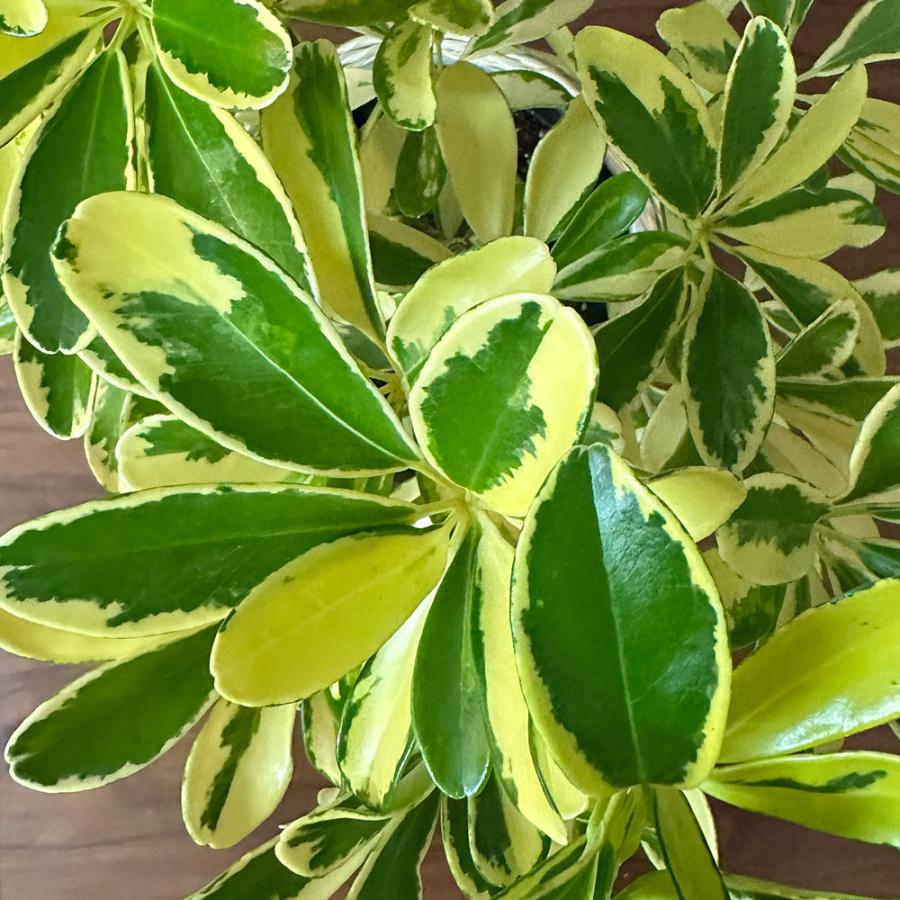 母の日 ギフト プレゼント 観葉植物 シェフレラ ホンコンカポック