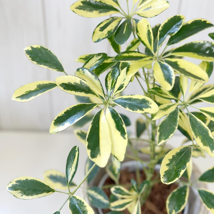 観葉植物 シェフレラ ホンコンカポック 斑入り 5号 ラッピング無料