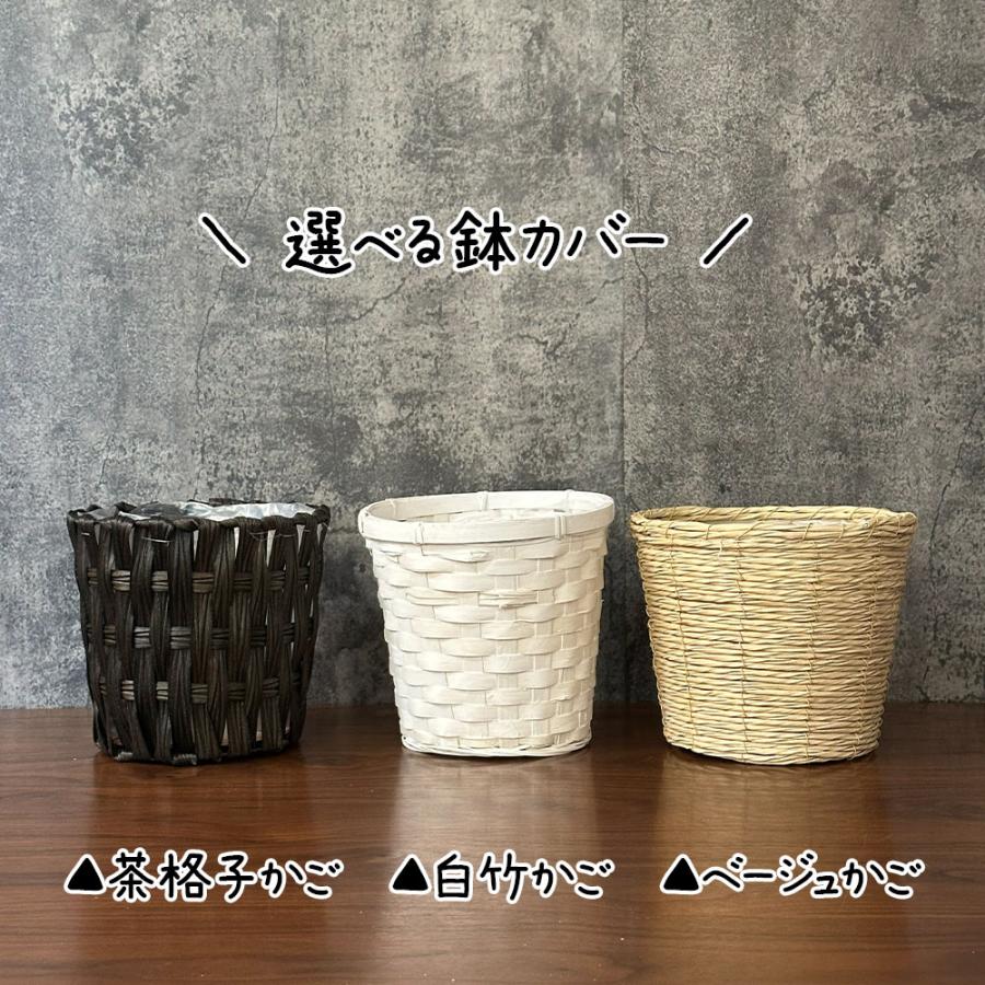 【ジョンカール/同封あり宮城県】葉が可愛い♡シェフレラカポックホンコン9号 母の日 ギフト プレゼント 観葉植物 シェフレラ ホンコンカポック