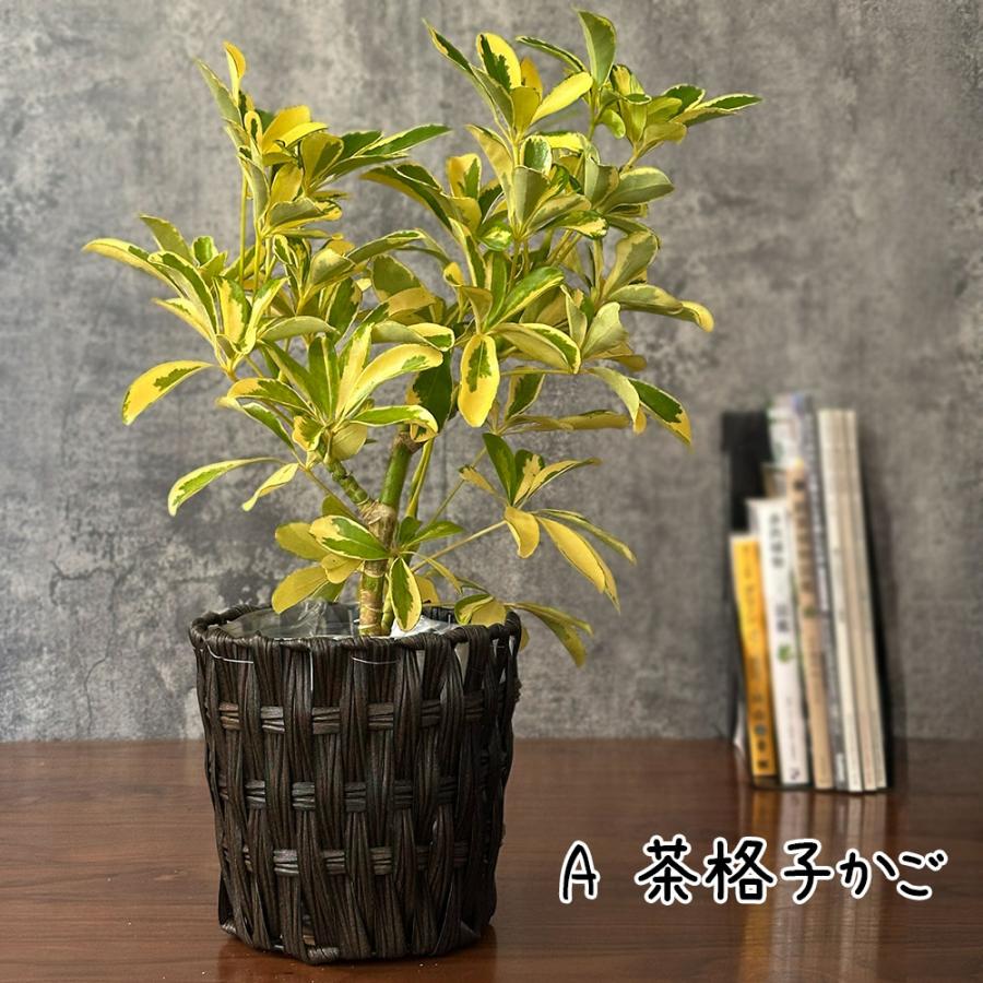 母の日 ギフト プレゼント 観葉植物 シェフレラ ホンコンカポック