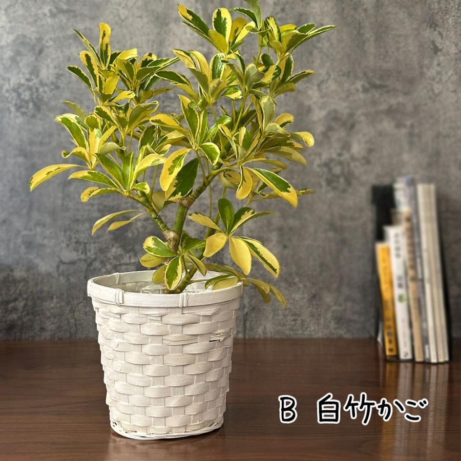 【ジョンカール/同封あり宮城県】葉が可愛い♡シェフレラカポックホンコン9号 母の日 ギフト プレゼント 観葉植物 シェフレラ ホンコンカポック