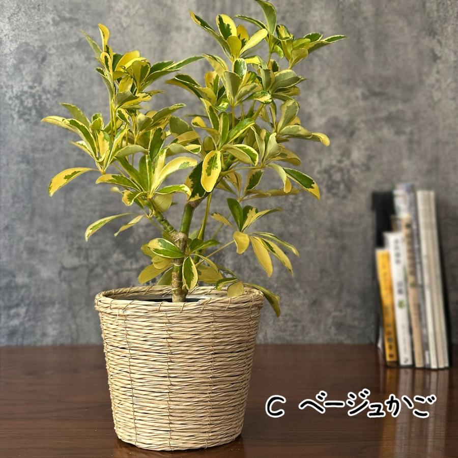 観葉植物 お中元 シェフレラ ホンコンカポック 斑入り 5号 ラッピング