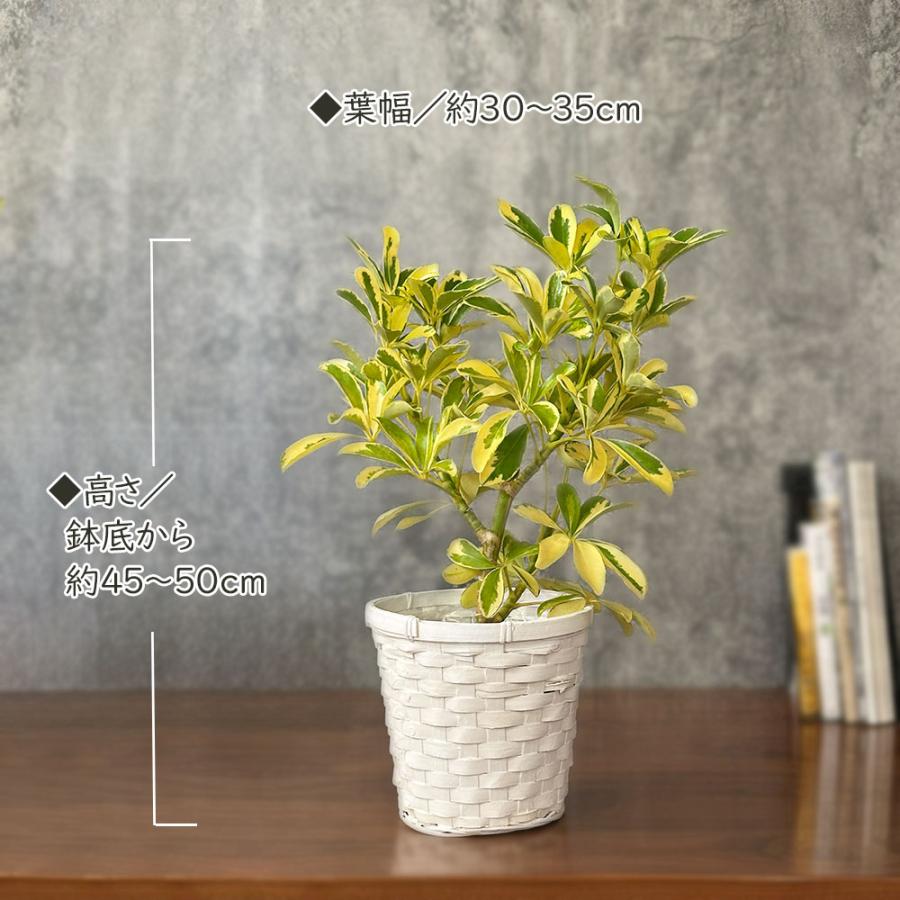 観葉植物 お中元 シェフレラ ホンコンカポック 斑入り 5号 ラッピング