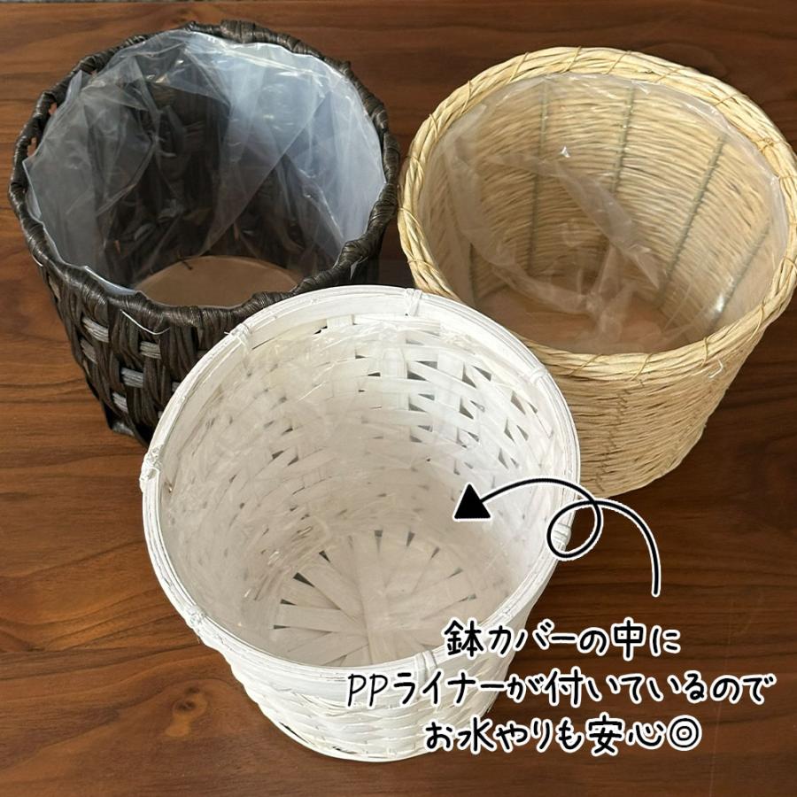 【ジョンカール/同封あり宮城県】葉が可愛い♡シェフレラカポックホンコン9号 丈夫で可愛い！シェフレラホンコンの育て方やシーン別おすすめ【厳選5